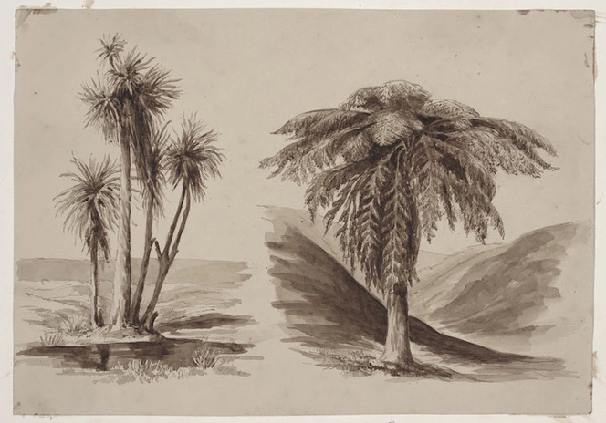 Codrington, Robert Henry, 1830-1922 :Ti tree [and] tree fern. [ca 1860]