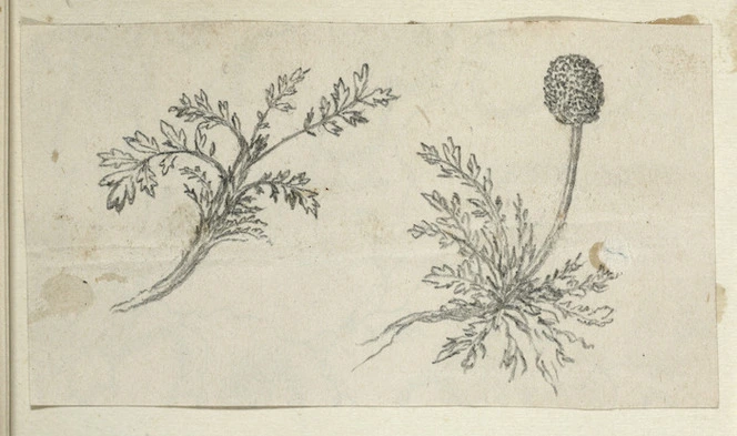 [Buchanan, John], 1819-1898 :[Plant. ca 1858-1890]