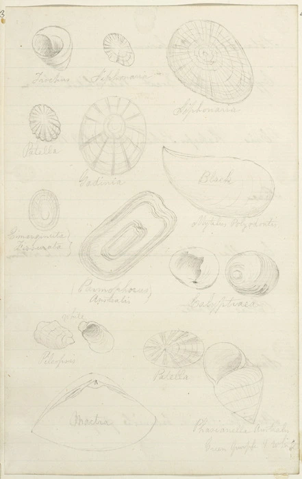 [Buchanan, John], 1819-1899 :[Shells. ca 1860s-1890s]