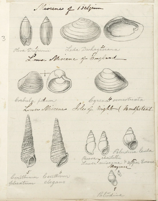 [Buchanan, John], 1819-1899 :[Shells]. Miocene of Belgium. Lower Miocene of England. Lower Miocene of Isle of Wight (Hempstead). [ca 1860s-1890s]