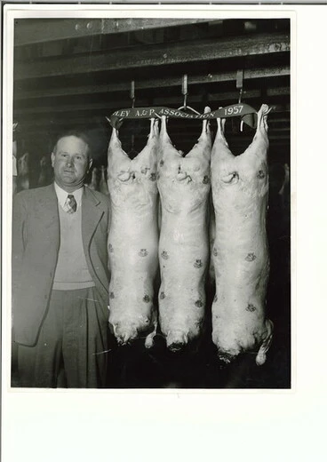 Image: Amberley A&P Show 1957 prize winning fat lambs