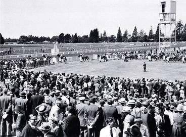 Image: Horses parading in the ring at Riccarton Racecourse