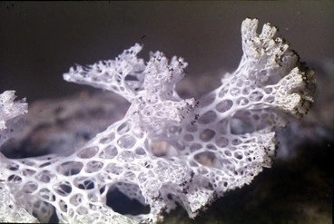 Image: Photograph of a lichen (Cladia retipora) reindeer moss, Campbell Island