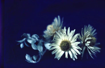Image: Helichrysum bellidioides