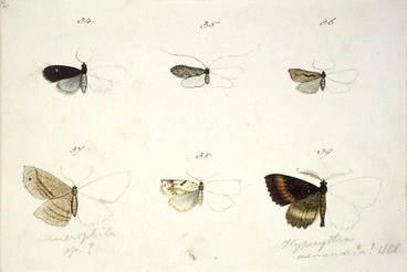 Image: Backhouse, John Philemon, 1845-1908 :Winter moths (Hamilton). Hemerophila. Hyperthron. [ca. 1880]