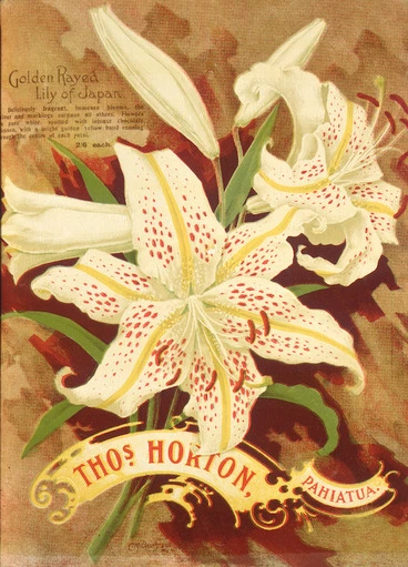Image: Thomas Horton Ltd :Thos. Horton Pahiatua. Golden rayed lily of Japan. C M Banks Ltd, Wellington [ca 1905].