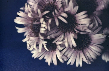 Image: Photograph of the flowers of Pleurophylum speciosum, Campbell Island