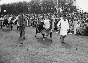 Image: Bulls being paraded at A & P show, Gisborne - Photograph taken by Alan Sayers