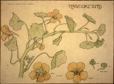 Image: [Eise, Ida Gertrude] 1894-1978 :Nasturtium. Drawn direct from nature. [1912]