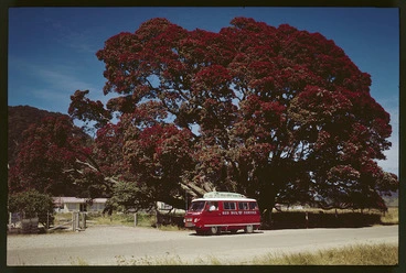 Image: Te Waha O Rerekohu, pohutukawa tree at Te Araroa