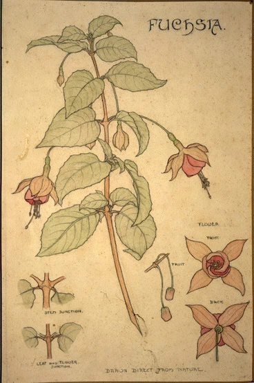 Image: [Eise, Ida Gertrude] 1894-1978 :Fuchsia. Drawn direct from nature. 1912.