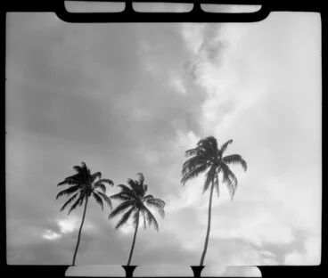 Image: Coconut Palm trees, Fiji