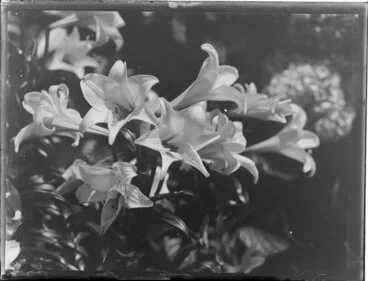Image: Christmas lilies