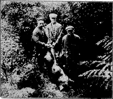 Image: FIND THE DOG'S HEAD. (Evening Post, 25 June 1927)