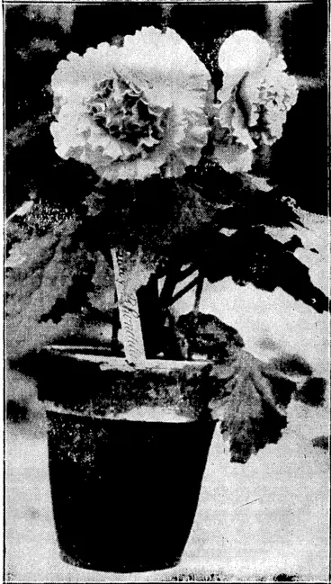 Image: Evening Post" Photo.' FROM THE BEGONIA HOUSE.—A photograph of "Lady: Rhondda" one of the most beautiful of the Begonias, now floiv-1' ' ering in the glass-house at the Botanical Gardens. : (Evening Post, 06 January 1930)