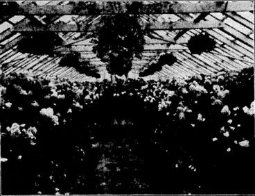 Image: The Begonia House in tho Botanical Gardens at the height of the season, crowded with blooms of outstanding beauty of colour and form. The Begonia House has a reputation throughout New Zealand. (Evening Post, 20 December 1933)