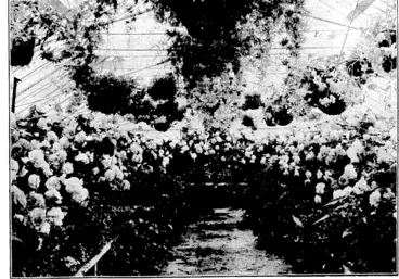 Image: Evening Post" Photo. THE BEAUTY OF FLOWERS UNDER GLASS—In the Begonia House at the Botanical Gardens, Wellington, just now a blazing mass of vivid colour. (Evening Post, 29 January 1936)