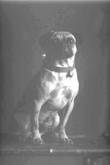 Image: Full portrait of the Watkins' pug dog seated on a stool,....