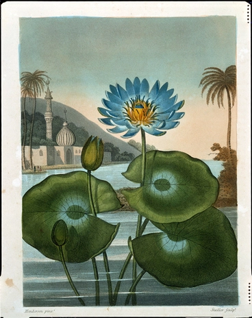 Image: Drawing of the Blue Egyptain Water Lily taken from the 'Temple of Flora' by R J Thornton