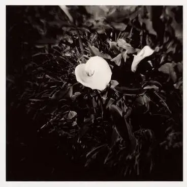 Image: Lilies