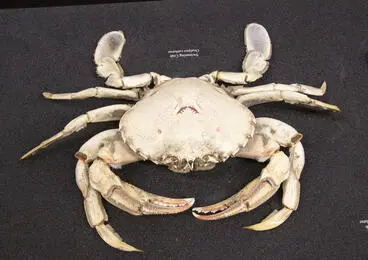 Image: Swimming Crab