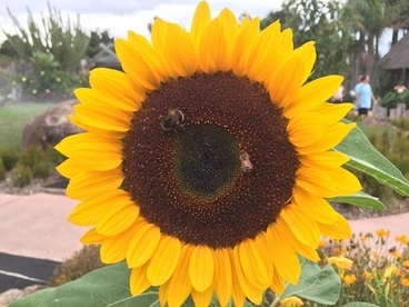 Image: Sunflowers