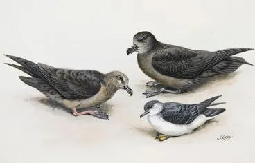 Image: Kermadec Petrel (left) / Grey-faced Petrel (above right) / Subantarctic Little Shearwater