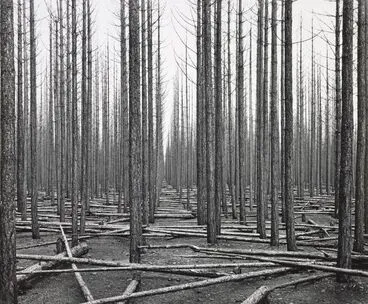 Image: Burnt Corsican pine (Pinus laricio), Balmoral Forest, Canterbury, 1955