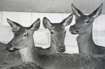 Image: Deer