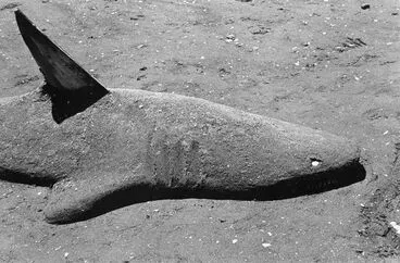 Image: Sand shark