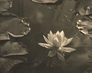 Image: In the lily pond