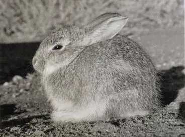 Image: Rabbit