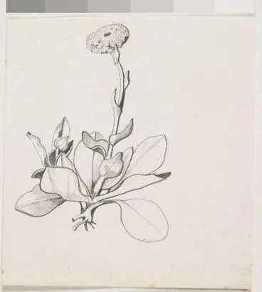 Image: Asteraceae - Craspedia uniflora