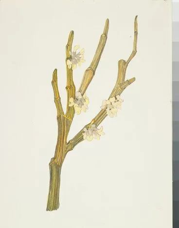 Image: Fabaceae - Corallospartium