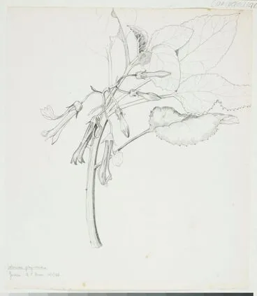 Image: Campanulaceae - Colensoa physaloides