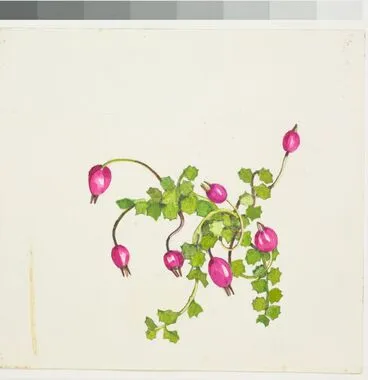 Image: Campanulaceae - Pratia angulata
