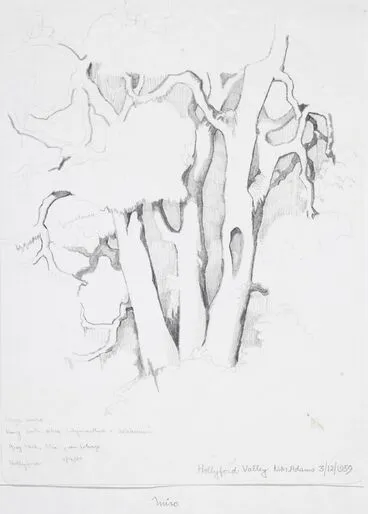 Image: Podocarpaceae - Prumnopitys ferruginea