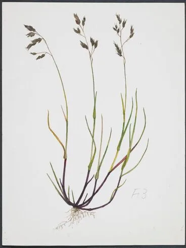 Image: Poaceae - Hierochloe alpina