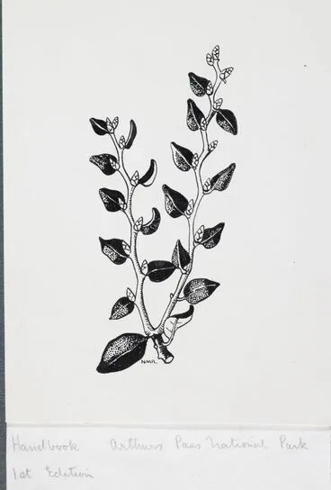 Image: Nothofagaceae - Nothofagus solandri var. cliffortioides