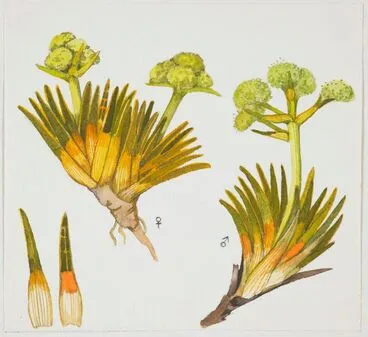 Image: Apiaceae - Aciphylla simplex
