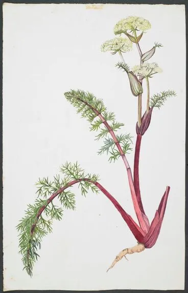 Image: Apiaceae - Anisotome haastii