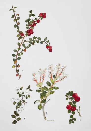 Image: Gaultheria species (mountain berry)