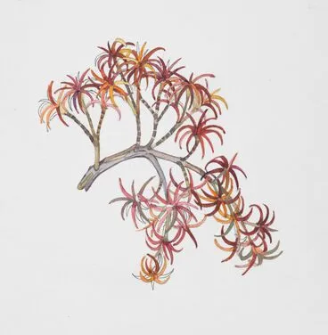 Image: Epacridaceae - Dracophyllum recurvum