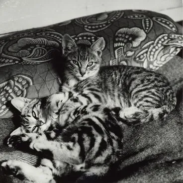Image: Cats, Waimamaku