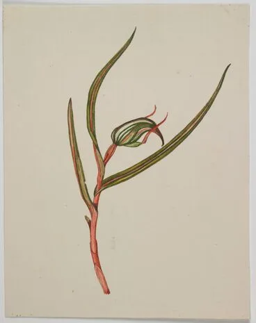 Image: Orchidaceae - Pterostylis irsoniana