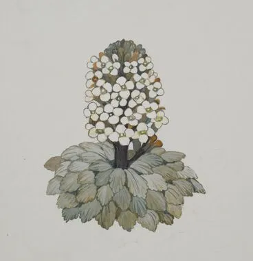 Image: Brassicaceae - Notothlaspi rosulatum
