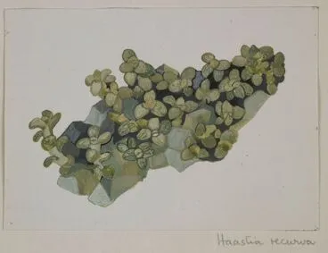 Image: Asteraceae - Haastia recurva