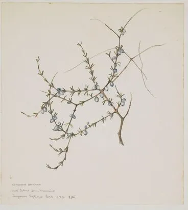 Image: Rubiaceae - Coprosma brunnea
