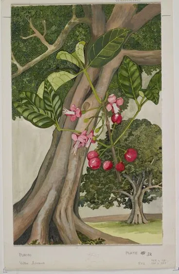 Image: Verbenaceae - Vitex lucens