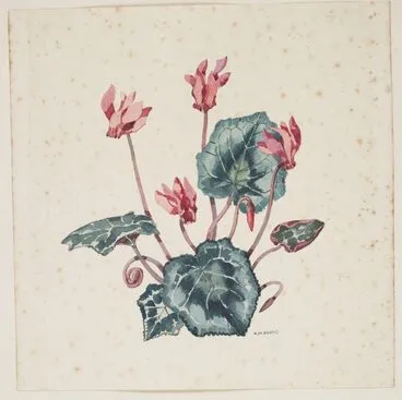Image: Primulaceae - Cyclamen neapolitanum